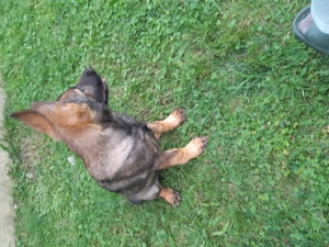 Ciobanesc german sur negru linie de lucru - imagine 4 Ciobanesc german sur negru linie de lucru - imagine 4