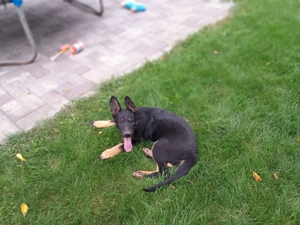 Ciobanesc german sur negru linie de lucru - imagine 5 Ciobanesc german sur negru linie de lucru - imagine 5