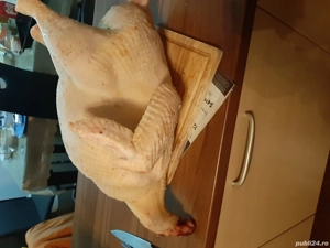 Curcani și curci.  - imagine 3 Curcani și curci.  - imagine 3