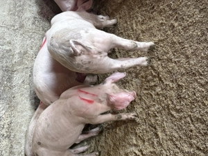 Godaci ,rasă de carne  800 lei - imagine 2