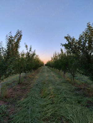 Vand 2 ha livada de pruni sistem intensiv - imagine 2