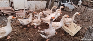 gîste de vînzare  - imagine 2 gîste de vînzare  - imagine 2