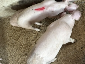 Godaci ,rasă de carne  800 lei