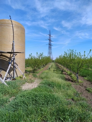 Vand 2 ha livada de pruni sistem intensiv - imagine 3