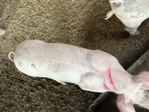 Godaci ,rasă de carne  800 lei - imagine 3