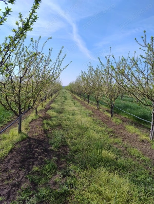 Vand 2 ha livada de pruni sistem intensiv - imagine 5