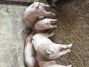 Godaci ,rasă de carne  800 lei - imagine 4