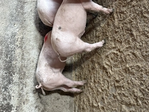 Godaci ,rasă de carne  800 lei - imagine 5