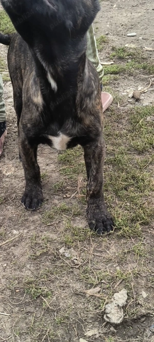 Vând căței cane Corso  - imagine 4