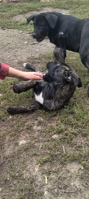 Vând căței cane Corso  - imagine 3