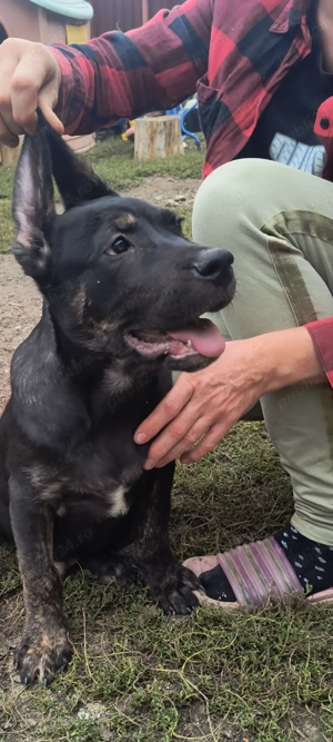 Vând căței cane Corso  - imagine 2