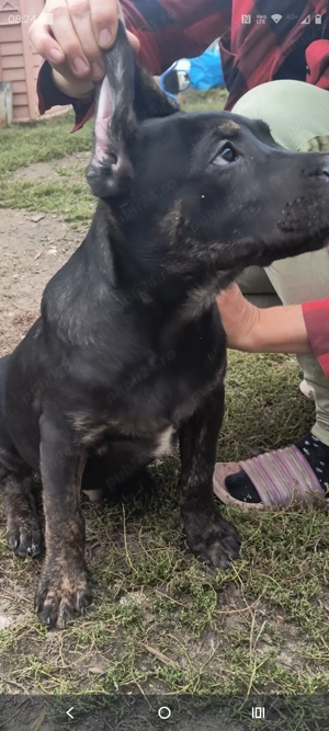 Vând căței cane Corso  - imagine 5