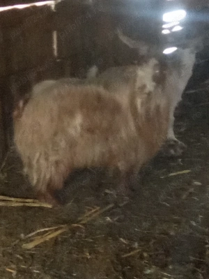 Vând capre românești. - imagine 4