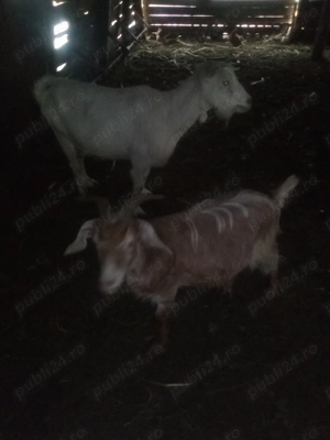 Vând capre românești. - imagine 2