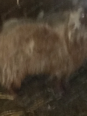 Vând capre românești. - imagine 5