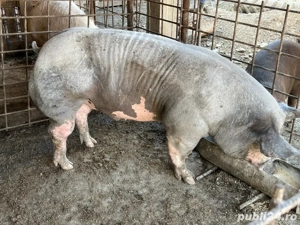 Porc de Craciun,rase de carne, Duroc Pietrain  - imagine 4