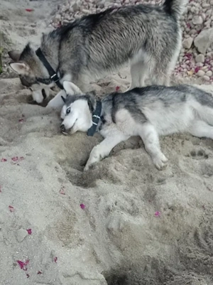 Donez câini husky siberian