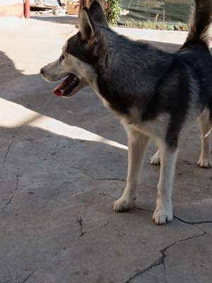 Câini husky siberian  - imagine 3