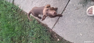 căței de vinzare - imagine 3 căței de vinzare - imagine 3