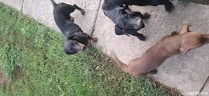 căței de vinzare - imagine 2 căței de vinzare - imagine 2