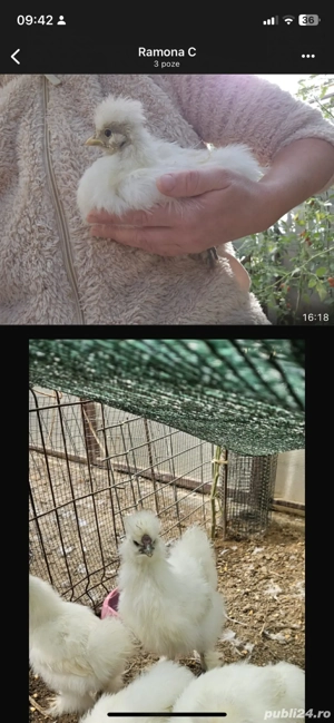 Pui matase japoneza - imagine 2 Pui matase japoneza - imagine 2