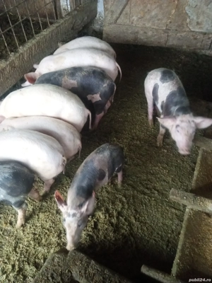 vand purcei landras cu petrean belgian