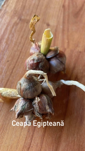 Ceapă Egipteană 