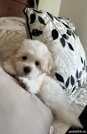 Vand bichon talie mini 6 saptamani baietel