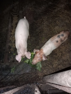 Vând doi purcelusi  - imagine 2