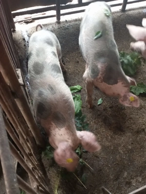 Purcei de vânzare  - imagine 3