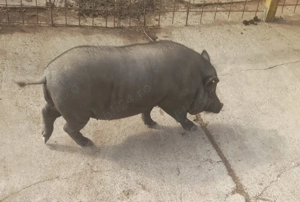 Vând porc vietnamez