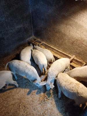 Purcei mangalița de vânzare 