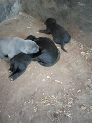 100euro bucata - imagine 4   100euro bucata - imagine 4