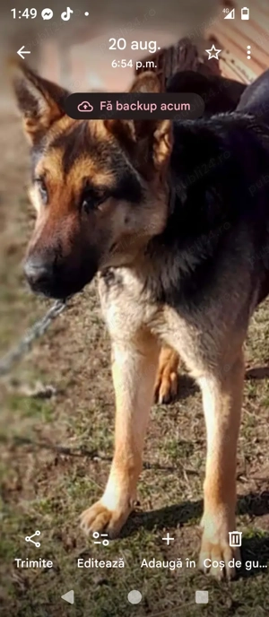 100euro bucata - imagine 2   100euro bucata - imagine 2