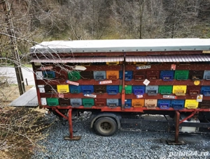 Vând MAN TGA apicol omologat BDF - imagine 5