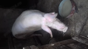 Doua purcele au pana in 200 de kg