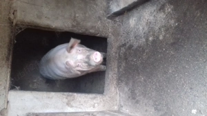 Doua purcele au pana in 200 de kg - imagine 4