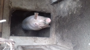 Doua purcele au pana in 200 de kg - imagine 2