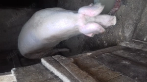 Doua purcele au pana in 200 de kg - imagine 3