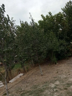 Vând Casă Putineiu Teleorman - imagine 6