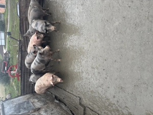 Vând porcii - imagine 3