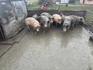 Vând porcii - imagine 2