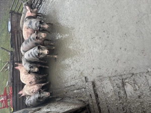 Vând porcii - imagine 4