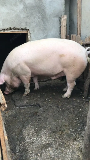 Porci si purcei marele alb 