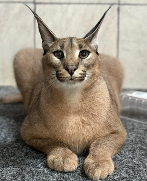 Femelă Caracal disponibilă