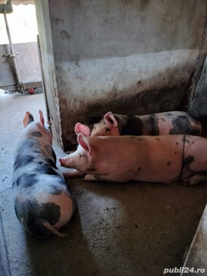 porci de vânzare, pentru sacrififat ! - imagine 2