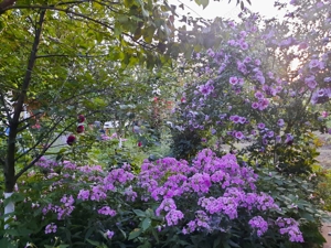 Casa renovata in Galsa, locatie foarte buna, bransamente la toate utilitatile - imagine 6