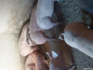 vând porci de carne. purcei soldani  - imagine 3