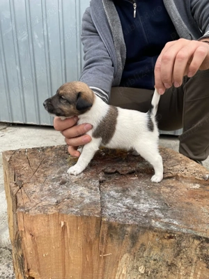 Cătei Fox Terrier cu păr neted