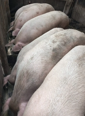 Vând purcei 100-180 kg